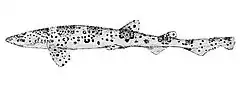 Description de l'image Scyliorhinus haeckelii(MIRANDA RIBEIRO,1907).jpg.