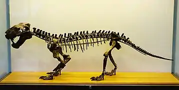 Squelette d'un Scymnognathus parringtoni.