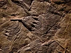 Fossiles deCrinoïdes ( lys de mer ). 416 M. années