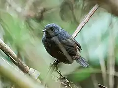 Description de l'image Scytalopus parkeri - Chusquea Tapaculo.jpg.