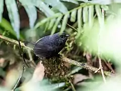 Description de l'image Scytalopus parvirostris - Trilling Tapaculo.jpg.