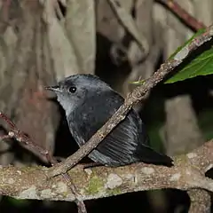 Description de l'image Scytalopus speluncae - Mouse-coloured Tapaculo.JPG.