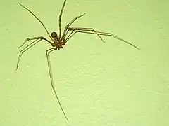 Description de l'image Scytodes_globula_Araña_Tigre.jpg.