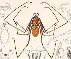 Description de l'image Scytodes longipes (Arachnida. Araneidea and Opiliones II).jpg.