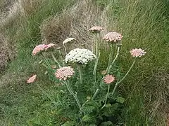 Plant fleuri de Daucus carota subsp. gummifer (Royaume-Uni).