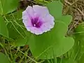 Détail de la fleur (Parc national de Bako, Malaisie).