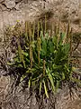 Plantain maritime (Plantago maritima)