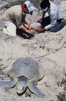 Tortue de mer