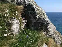 Photographie en couleurs de plantes herbarcées à fleurs blanches poussant sur une falaise de roches grises.