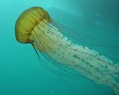 Description de l'image Sea nettle (Chrysaora fuscescens) 2.jpg.