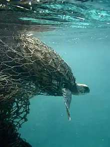Une tortue de mer emmêlée dans un filet fantôme.