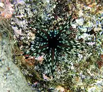 Jeune individu : la papille anale est noire et plus petite que chez Echinothrix calamaris.