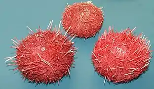 Description de l'image Sea urchins, Sterechinus neumayeri.jpg.