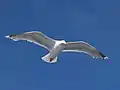 Larus argentatus argentatus