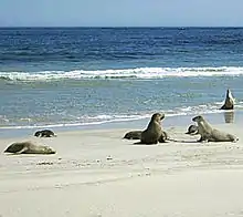 Photo de lions de mer.