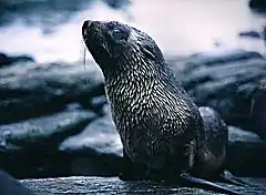 Otarie à fourrure antarctique (Arctocephalus gazella).