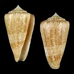 Description de l'image Seashell Conus glorioceanus.jpg.