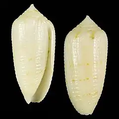 Description de l'image Seashell Conus terryni.jpg.