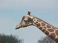 Girafe