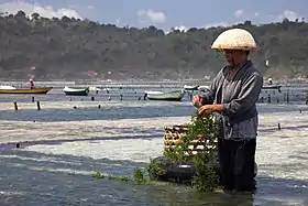 Culture des algues à Nusa Lembongan