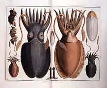 Planche du Thesaurus sur les mollusques.