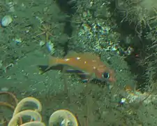 Un Sebaste d'eaux profondes (Sebastes ensifer). Notez les crinoïdes en bas à gauche.