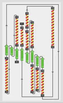 "Structure secondaire de la MTHFR"