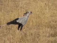 L'oiseau secrétaire, aussi appelé serpentaire.