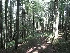 Forêt de Villard, secteur des « Cochettes »