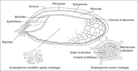 Schéma en coupe d'un grain d'orge.