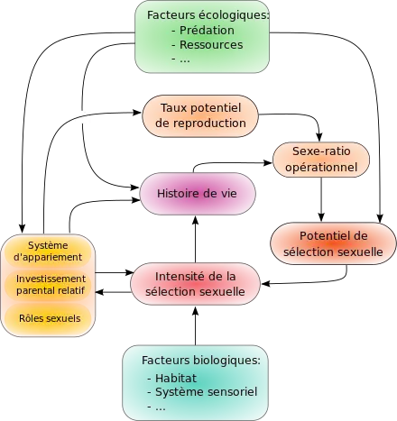 Diagramme présentant les relations entre la sélection sexuelle et différents facteurs qui lui sont liés. Le système d'appariement, l'investissement parental relatif et les rôles sexuels de l'espèce (dépendant de la sélection sexuelle) influe sur le taux potentiel de reproduction, lui-même influant sur le sexe ratio opérationnel, qui modifie le potentiel de la sélection sexuelle, déterminant (avec les facteurs biologiques de l'espèce tels que l'habitat et les caractéristiques sensorielles) l'intensité de la sélection naturelle. L'histoire de vie des individus dépend par ailleurs de la sélection sexuelle, du système d'appariement, de l'investissement parental relatif et des rôles sexuels, et influe sur la valeur du sexe ratio opérationnel. Enfin, des facteurs écologiques comme le taux de prédation et l'abondance et la distribution des ressources influent sur l'histoire de vie, le potentiel de la sélection sexuelle, le système d'appariement, l'investissement parental relatif et les rôles sexuels.