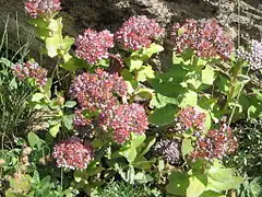 Description de l'image Sedum anacampseros flowers02.jpg.