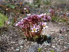 Description de l'image Sedum villosum Gornergrat.jpg.