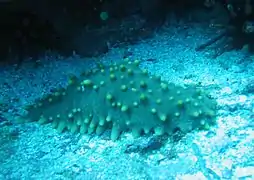 Isostichopus fuscus aux Galápagos.