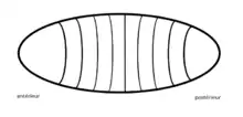 Segmentation corps Drosophile