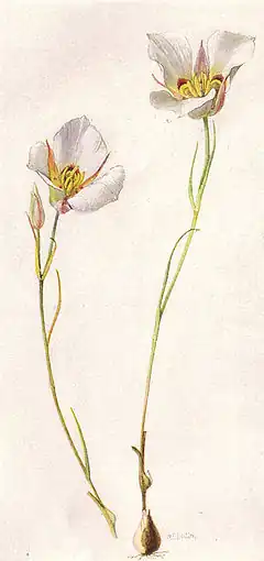 Description de l'image Sego or Mariposa Lily (NGM XXXI p512).jpg.