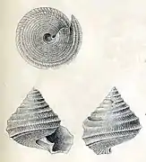 Seguenzia dautzenbergi, un Seguenziidae
