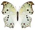 Protogoniomorpha parhassus