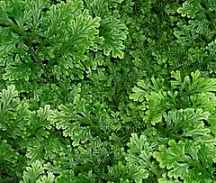 Selaginella sp. (Selaginellaceae)