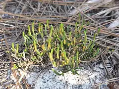 Sélaginelle de sable (Selaginella arenicola)