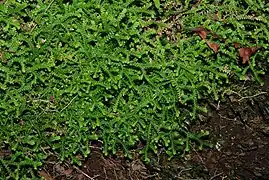 Sélaginelle denticulée (Selaginella denticulata)