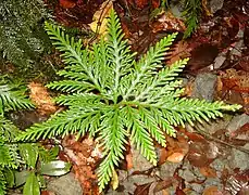 Selaginella flabellata (Lycopodiophyta)