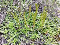 Sélaginelle de Suisse (Selaginella helvetica)