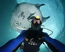 Selfie d'un plongeur à Bali, Indonésie, avec une raie manta.