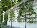 Espalier à Seligenstadt.