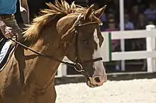 Tête d'un cheval alezan équipé d'un filet avec un mors simple.