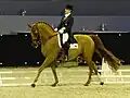 Selle français en concours de dressage.