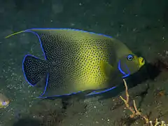 Chirurgien tabac (Pomacanthus semicirculatus)