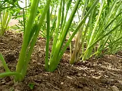 Photo en couleur de la base des pétioles dans une ligne de semis de carottes.