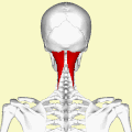 Les muscles semi-épineux de la tête
